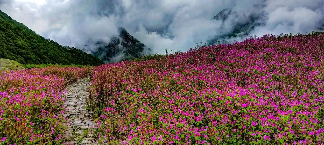 Valley of Flowers Trek   